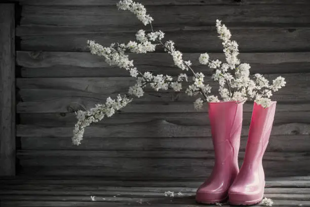 cherry flowers in pink rainboots on old wooden background