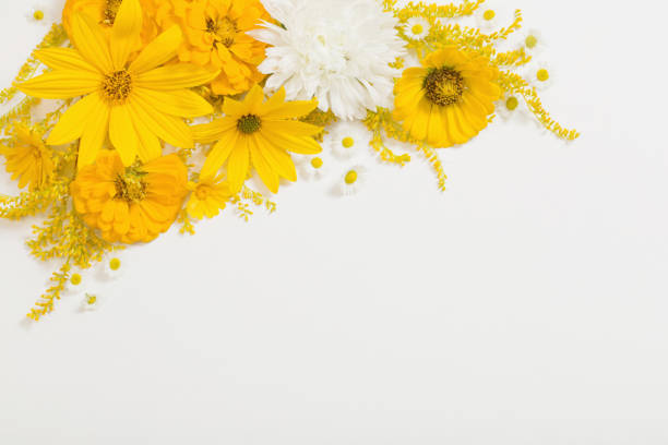 istock yellow flowers on white background 1296963192
