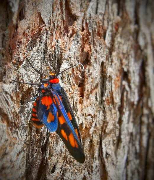 istock Exceptionally bright orange, black and blue coloured moth on the deeply weathered, dull brown trunk of an old ironbark tree in the forest of east coast Australia. 1296964020