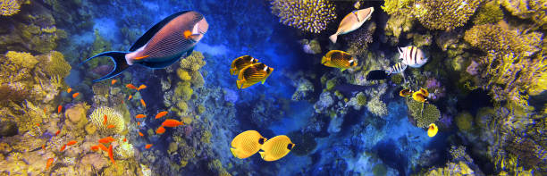 istock Arabian sohal surgeon fish in the natural environment 1296964263
