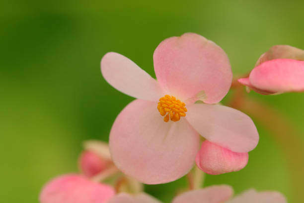 istock begonias sempurflorens 1296965252