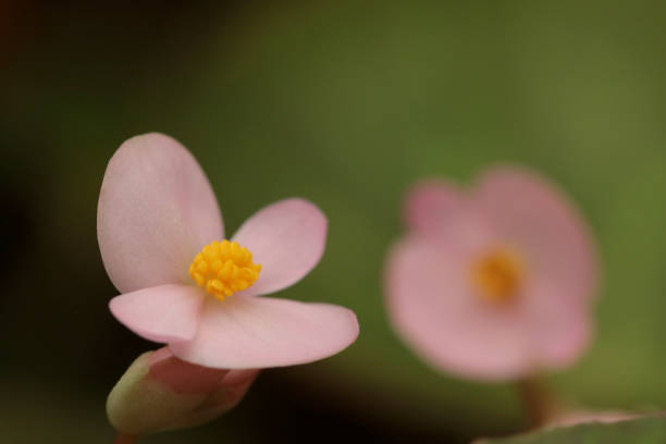 istock begonias sempurflorens 1296965254
