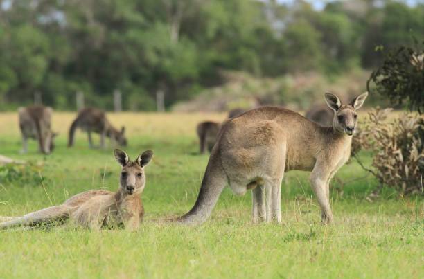 istock Two kangaroos grazing in the grass 1296965281
