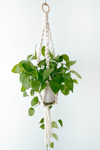 decorative macrame plant holder hanging on the wall detail decorating the interior of a house with white walls