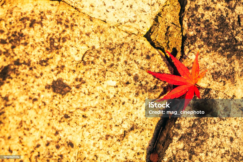 Tree Is Stuck A Single Red Maple Tree Stuck In A Wall As Seen In Japan Stock Photo ...