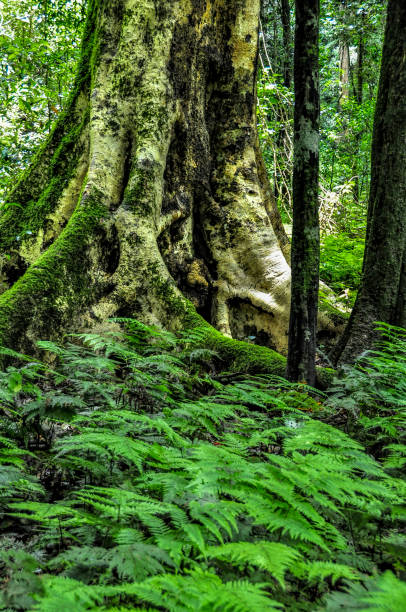 istock Rainforest in the Bunya Moutains in Queensland 1296967800