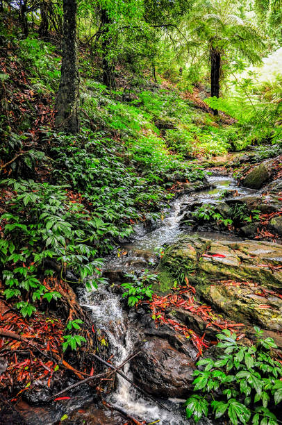 Bunya creek flowing through the rainforest in Queensland’s South Burnett