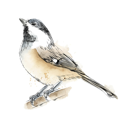 Cute Chickadee Drawn in Ink and Watercolor Wash. EPS10 Vector Illustration