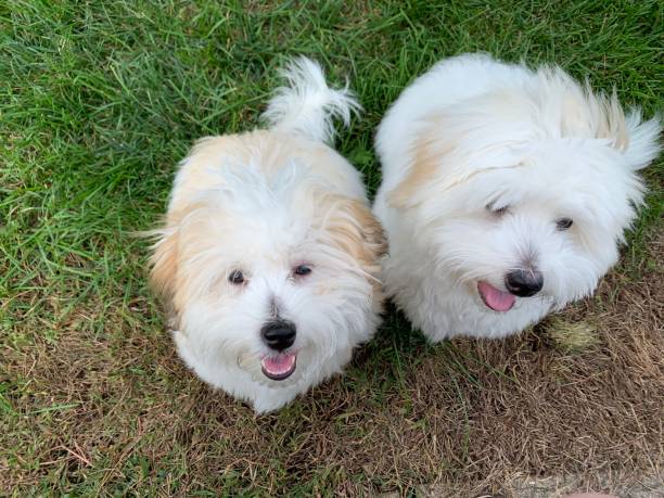 Cotton tulear puppies Coton puppy friends play outdoors coton de tulear stock pictures, royalty-free photos & images