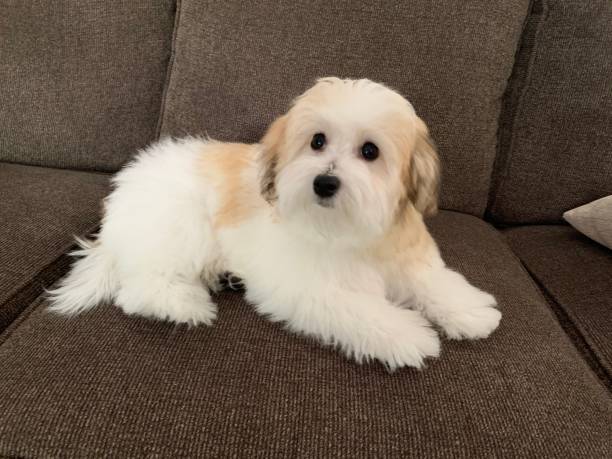Tulear puppy cotton Coton puppy relaxing coton de tulear stock pictures, royalty-free photos & images