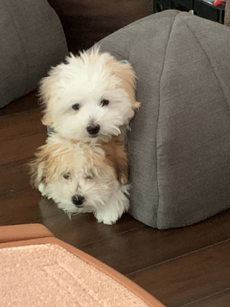 Tulear puppy cotton Cotton puppy coton de tulear stock pictures, royalty-free photos & images