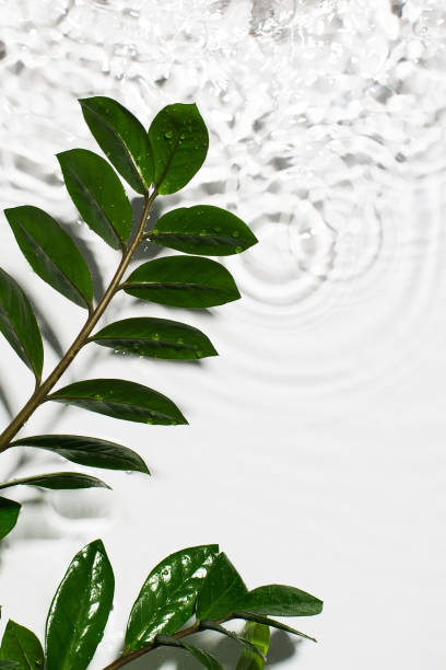 istock Organic cosmetic backdrop clean transparent water splashes with green leaf, sunlight on white background 1296971063