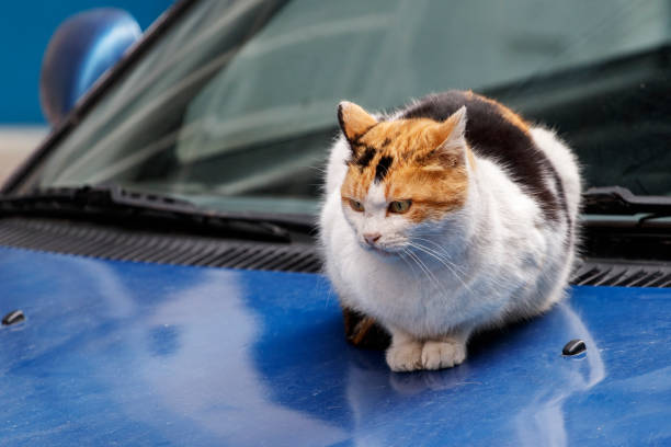 istock Stray cat on a hood of car. 1296971228
