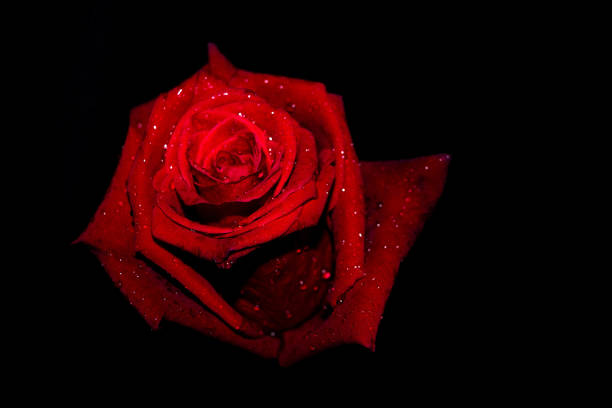 istock Close-up of red rose isolated on black background. 1296973423