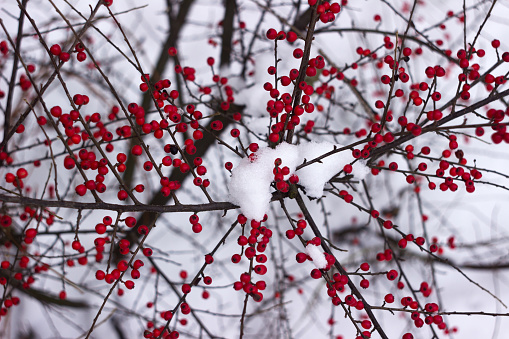 ripe red currant berries in close-up on a bush