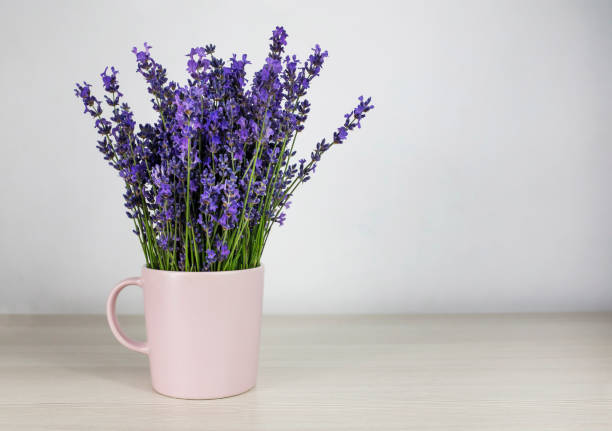 istock Romantic background. Fresh natural lavender in a pink cup against a white wall background. Side view, space for text. 1296975107