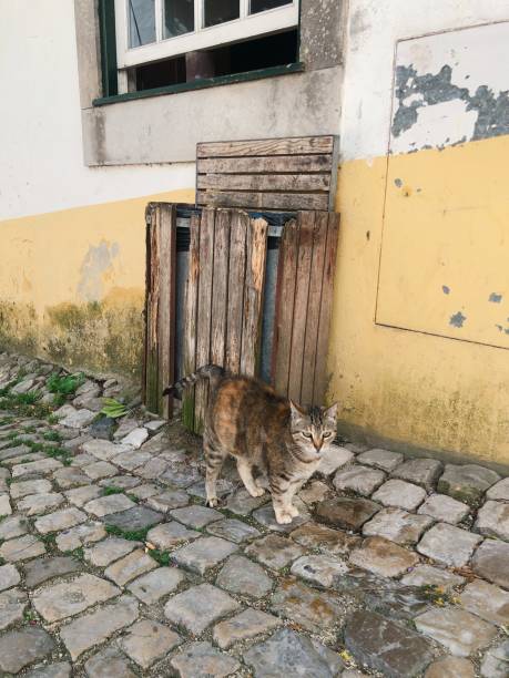 istock the adorable cat at outside in Russia 1296975314