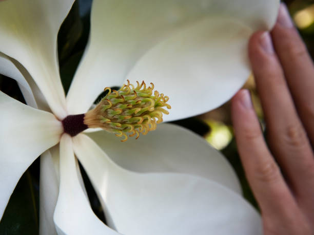 手を触る白いマグノリアの花のクローズアップ - magnolia flower single flower white ストックフォトと画像