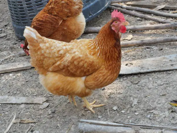 Photo of ISA Brown hen walking in farm