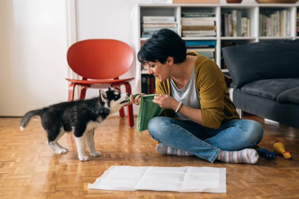 istock woman at home with her husky dog 1296976330