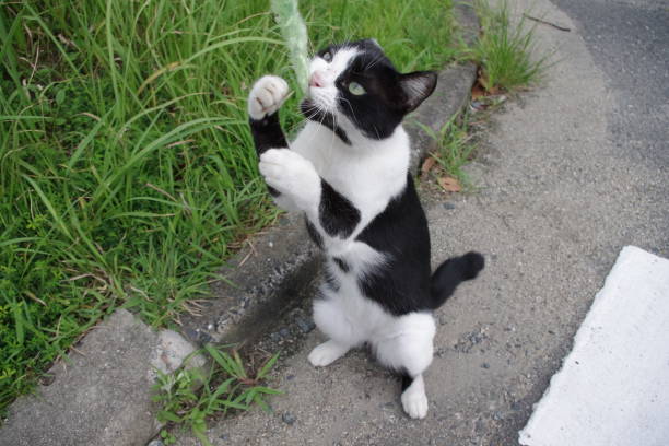 istock the adorable ginger cat at outside 1296976339