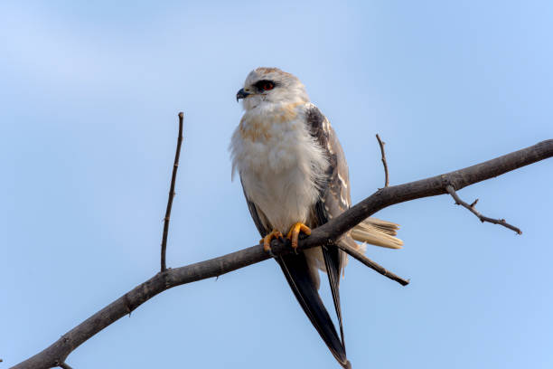 istock The black-shouldered kite, also known as the Australian black-shouldered kite 1296976602