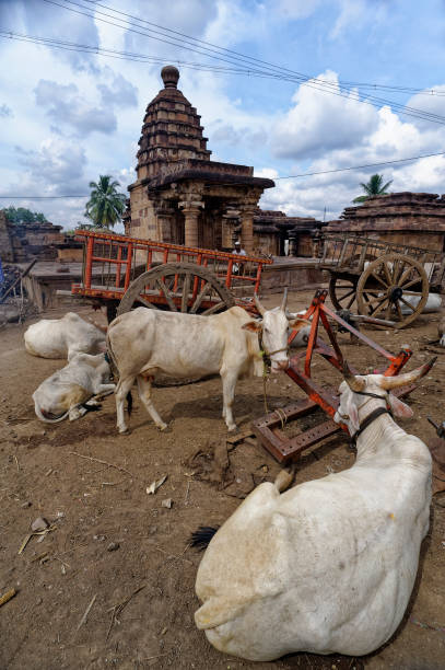Bulls and Cart in temples complex Animal taking rest near temple at Aihole Bagalkot State Karnataka India bullock cart india stock pictures, royalty-free photos & images