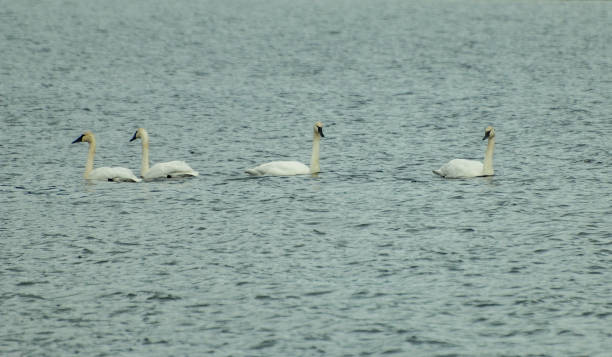istock Swans on a Lake in Alaska 1296976699