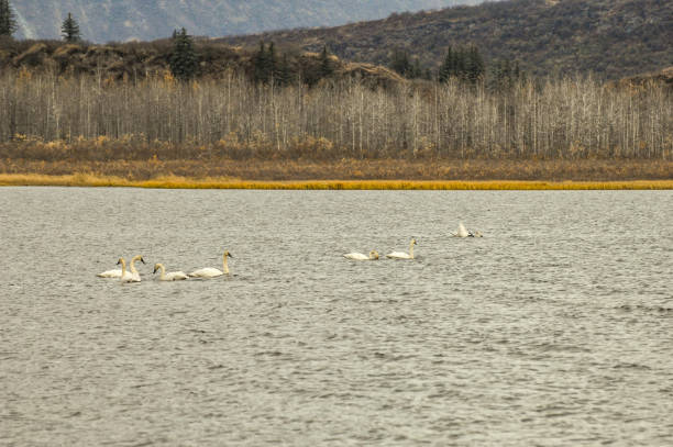 istock Swans on a Lake in Alaska 1296976707
