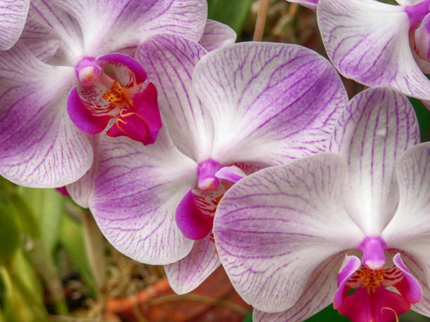 Close up of orchid flowers growing naturally. stock photo