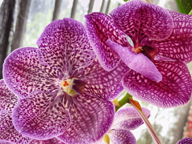 Close up of orchid flowers growing naturally. stock photo