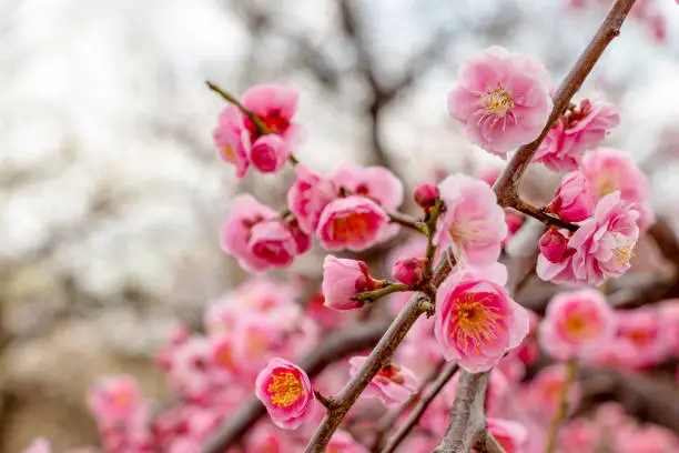 Pink blossoms on ume tree