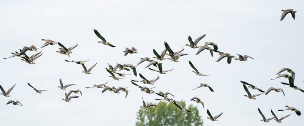 istock A large flock of geese silhouetted against a blue and white sky. Movement, selective focus. Panorama, long cover, social media 1296982554