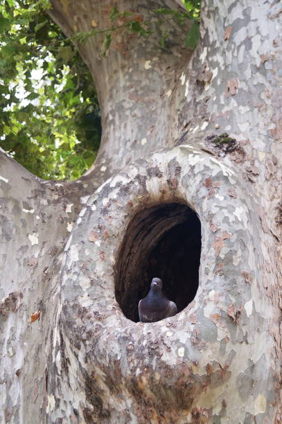 istock Pigeon in a tree hole in a park 1296982914