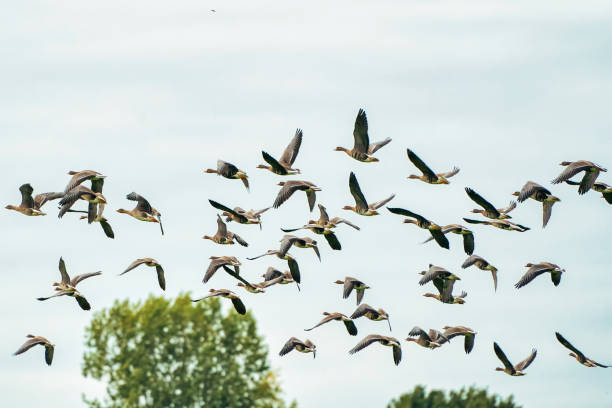 istock A large flock of geese silhouetted against a blue and white sky. Movement, selective focus 1296983337