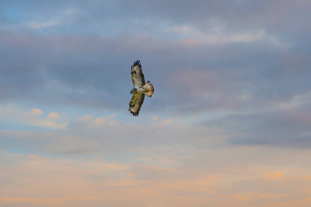 istock The common buzzard, Buteo buteo, is a medium-to-large bird of prey which has a large range. A member of the genus Buteo. Amazing bird in flight 1296983418