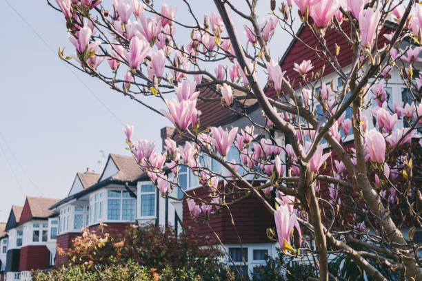 spring in uk, magnolia tree in blossom - magnolia blossom imagens e fotografias de stock