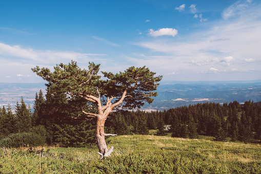Picturesque Vitosha mountain, tree styled like bonsai