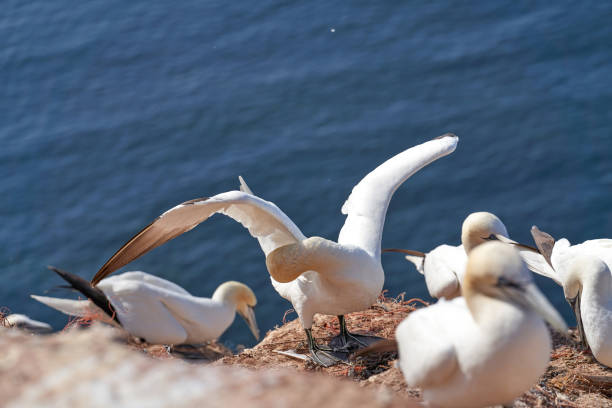 A gannet stands with spread wings on a rock and looks down.