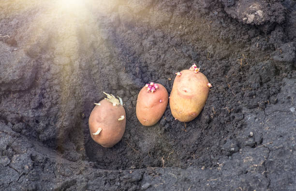 istock sprouted potatoes on the land, agrarian background 1296986271