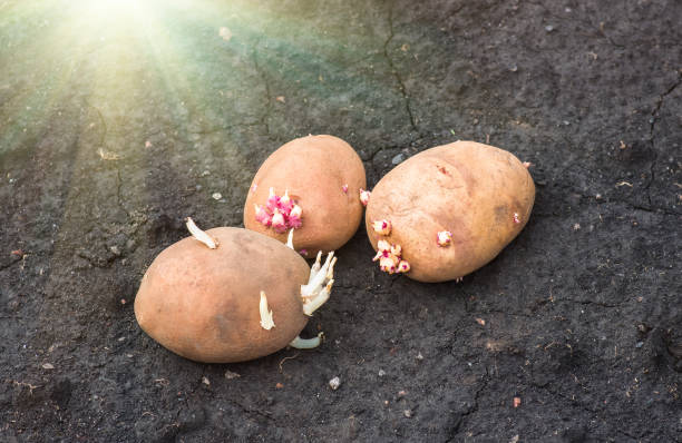 istock sprouted potatoes on the land, agrarian background 1296986299