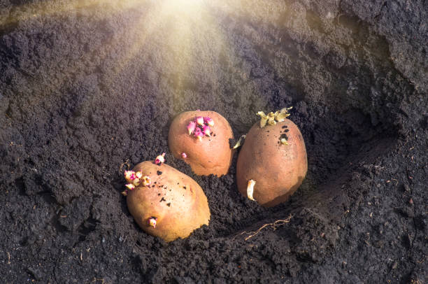 istock sprouted potatoes on the land, agrarian background 1296986319