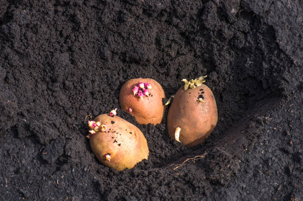 istock sprouted potatoes on the land, agrarian background 1296986379