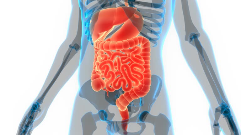 30,102 Digestive System Stock Videos and Royalty-Free Footage - iStock | Stomach, Digestive system diagram, Digestive health 30,102 Digestive System Stock Videos and Royalty-Free Footage - iStock | Stomach, Digestive system diagram, Digestive health