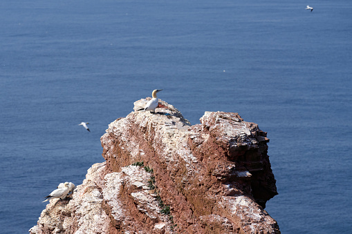 Wide view of a rock in the sea with a few gannets. Flying gannets in background.