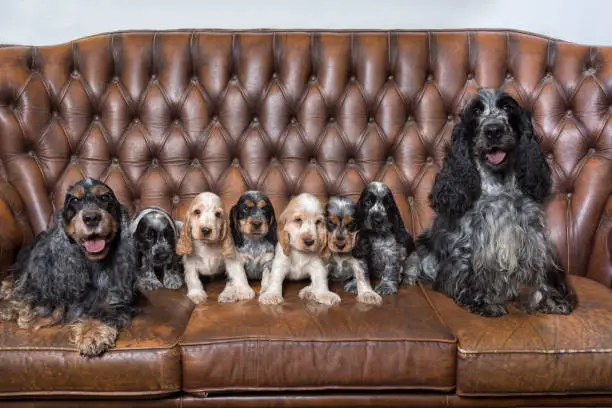 huge family of English Cocker Spaniel with small puppies, posing to camera on Breeding station, descendants of European champions.