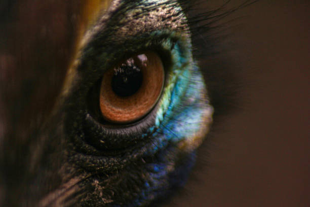 istock Cassowary's eye is seen up close with its attractive color 1296987617