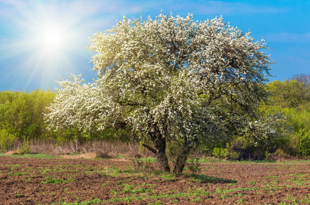 istock bloom lonely big tree pear in a field, spring day 1296987669