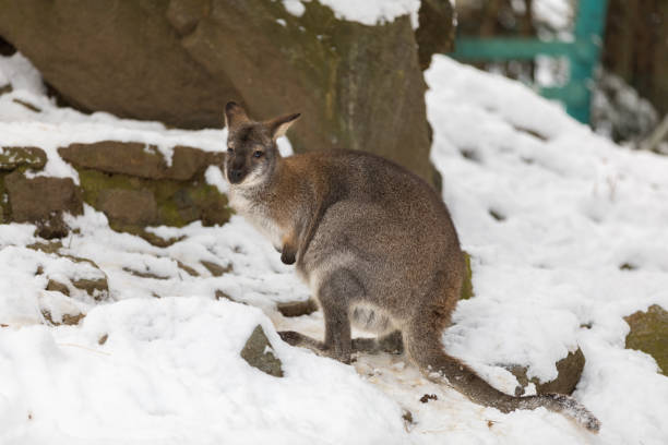istock Red-necked Wallaby in snowy winter 1296987703