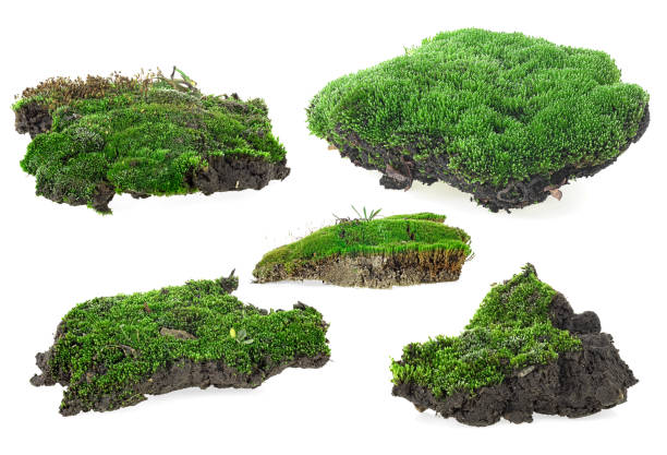 istock Green moss isolated on a white background. Green moss set. 1296987836